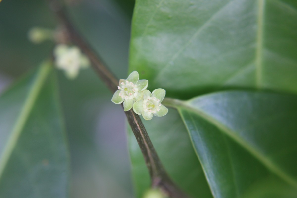 Casearia zeylanica (Gaertn.) Thwaites